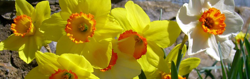 Daffodil banner