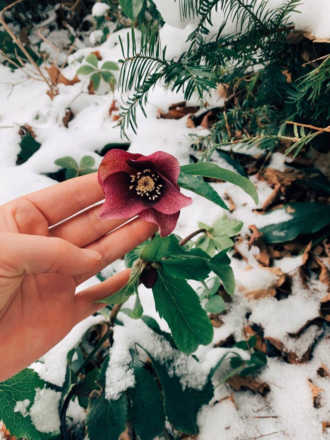 A hellebore in the snow
